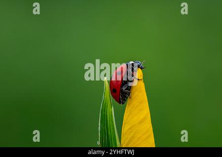 A ladybug is sitting on a leaf. The leaf is green and the ladybug is red Stock Photo