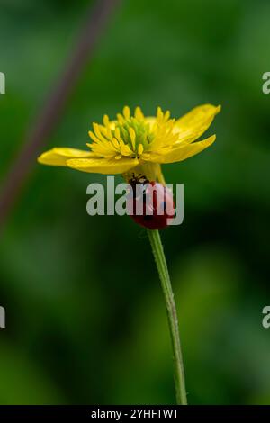 A ladybug is sitting on a yellow flower. The flower is surrounded by green leaves. The ladybug is the main focus of the image, and the flower and leav Stock Photo