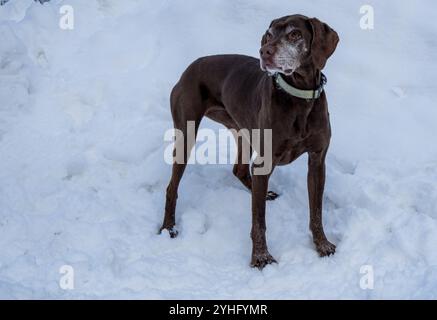 A dog German Shorthaired Pointer in the snow in an alert stance Stock Photo