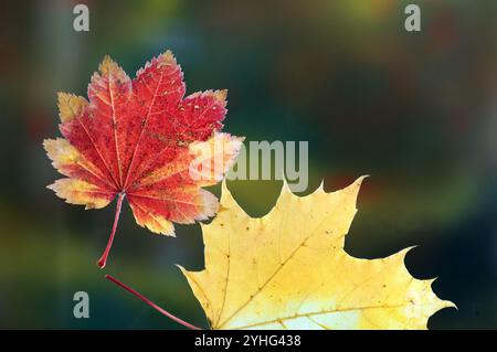 Autumn maple leaves falling from a maple tree in Drake Park, in downtown Bend, Oregon, along the Deschutes River. Stock Photo