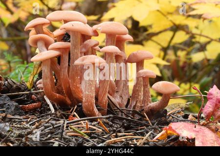 Laccaria laccata mushrooms, also known as the deceiver, lackluster laccaria, or waxy laccaria, a small edible mushroom growing in the Oreegon Cascades Stock Photo