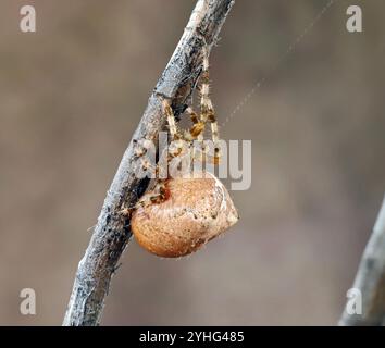 Detail of Araneus diadematus, commonly called the European garden spider, cross orbweaver, diadem spider, or orangie, on a tree branch in Oregon. Stock Photo