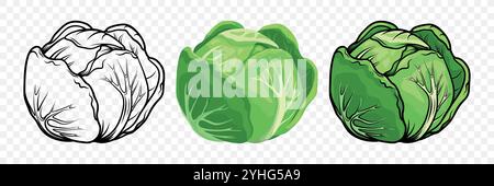 Vector Flat Cartoon Style Cabbage Set. Detailed Cabbage Head Vector Illustration. Monochrome Vegetable Icons. Black and White and Colored Cabbage Icon Stock Vector