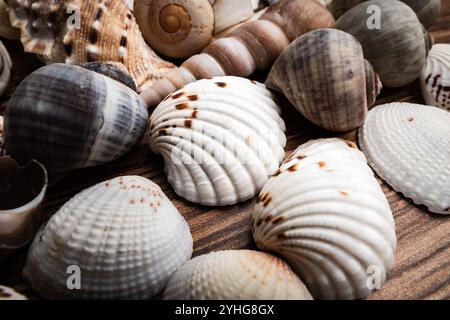 Detailed close-up of various seashells on wood surface, showcasing textures and colors in natural light Stock Photo