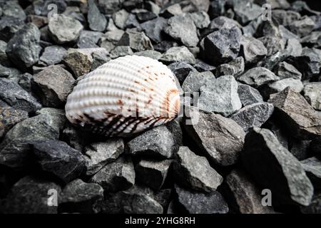Close-up of a unique shell resting on a bed of smooth grey stones in natural light Stock Photo