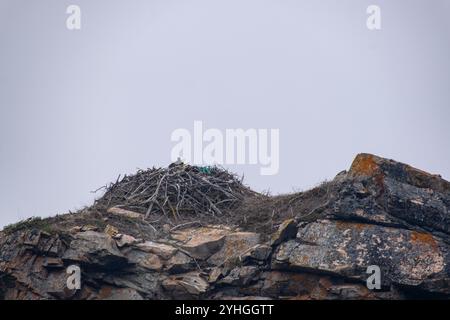 A close-up view of a bird's nest nestled among weathered rocks on a grey, overcast day, showcasing nature's camouflage and resilience in a coastal env Stock Photo