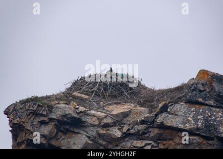 A close-up view of a bird's nest nestled among weathered rocks on a grey, overcast day, showcasing nature's camouflage and resilience in a coastal env Stock Photo