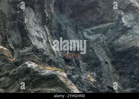 An eagle nest rests on the rugged cliffs, high above the coastline, offering a safe haven for the majestic birds of prey in their natural, wild habita Stock Photo