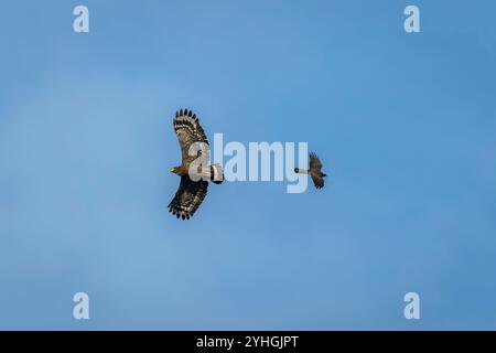 Crested serpent eagle and grey-faced buzzard in flight Stock Photo