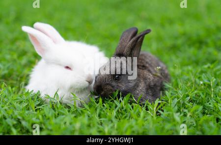 A couple of cute adorable fluffy rabbits grazing on green grass. Little cute bunny walking on a meadow in a green garden on a bright sunny day. Easter nature High quality photo Stock Photo