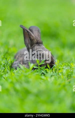Cute adorable fluffy rabbit grazing on green grass. Little cute rabbit walking on meadow in green garden on bright sunny day. Easter nature. High quality photo Stock Photo