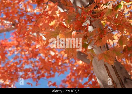 Red maple tree in fall transition Stock Photo