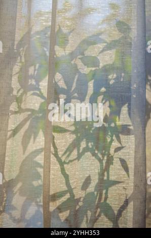 Soft Shadows of flower Plant on Sunlit Curtain. High quality photo Stock Photo