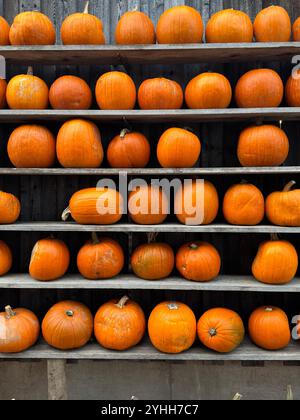 Pumpkin Display on Rustic Shelves Stock Photo