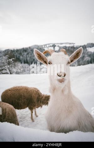 Curious Goat in Snowy Winter Stock Photo