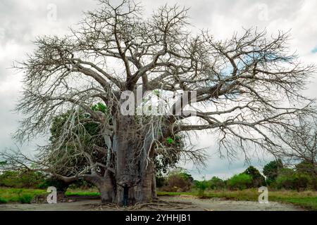 A baobab tree growing at Kaole Station Museum at Kaole Ruins - a 13th century German colonial fort in Bagamoyo, Tanzania Stock Photo