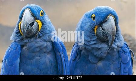 Close-up view of a pair of Hyacinth macaw (Anodorhynchus hyacinthinus) Stock Photo