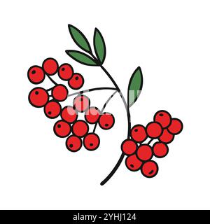 simple vector illustration of a mountain ash berries, in a simple and clean style, suitable for food and health themes. fruits flat illustration. Stock Vector