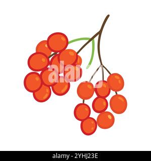 simple vector illustration of a mountain ash berries, in a simple and clean style, suitable for food and health themes. fruits flat illustration. Stock Vector