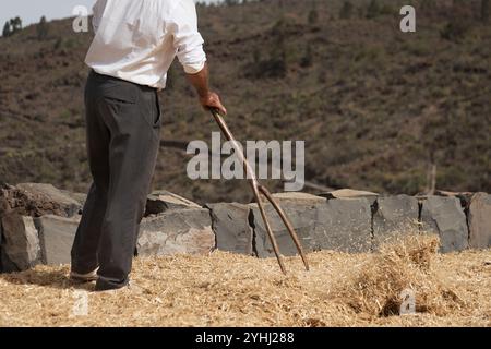 The farmer fanning wheat, separating the wheat from the chaff Stock Photo