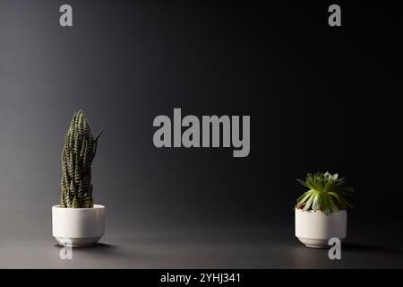 Potted cacti and succulents Stock Photo