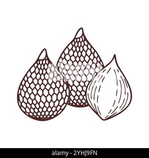 simple vector illustration of a salak  snake fruit , in a simple and clean style, suitable for food and health themes. fruits flat illustration. Stock Vector