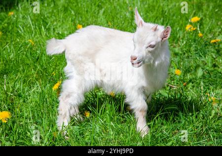 Cute white baby goat standing on a green grass. Goat yeanling. Goatling. Stock Photo