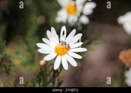 Yellow-shouldered Stout Hover Fly (Simosyrphus grandicornis) feeding on nectar, South Australia Stock Photo