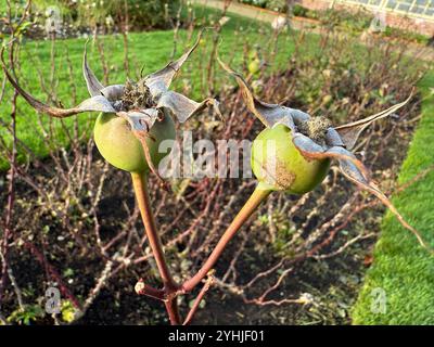 Two rose hips, all that's left after the summer Stock Photo