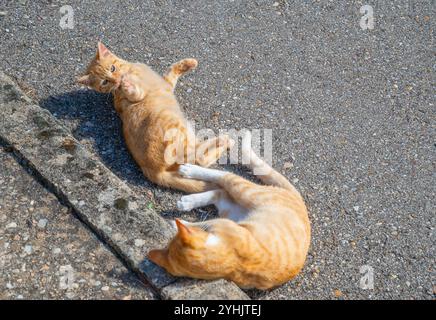 Two cats playing in the street. Stock Photo