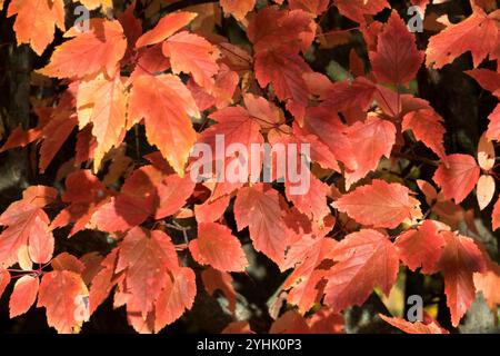Amur Maple Tatarian Maple Siberian Maple Tatar Maple leaves  red colour in autumn Stock Photo
