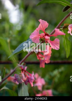 Clarkia unguiculata 'Salmon Rose' (Godetia) flowers close up, a coral pink hardy annual plant for the cut flower garden Stock Photo