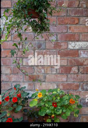 An old brick wall background framed by greenery - hanging ivy and pots of nasturtium plants in flower along the bottom with space for copy Stock Photo