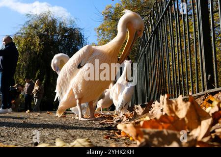 St James's Park, London, UK. 12th Nov 2024. The pelicans of St James's Park in London. Credit: Matthew Chattle/Alamy Live News Stock Photo