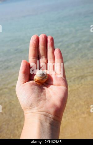 hand holding sea shell on beach, sea shell Stock Photo