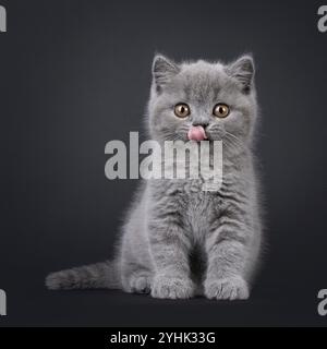 Adorable blue British Shorthair cat kitten, sitting up facing front. Looking straight to camera with beautiful round eyes. Tongue out licking mouth. I Stock Photo
