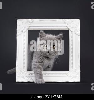 Adorable blue British Shorthair cat kitten, stepping through white image frame. Looking straight to camera with beautiful round eyes. Isolated on a bl Stock Photo
