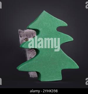 Adorable blue British Shorthair cat kitten, hiding behind green carton tree. Looking straight to camera with beautiful round eyes. Isolated on a black Stock Photo