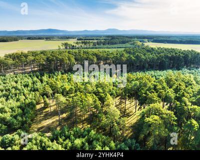 drone aerial view of a pine forest affected by forest fire Stock Photo ...