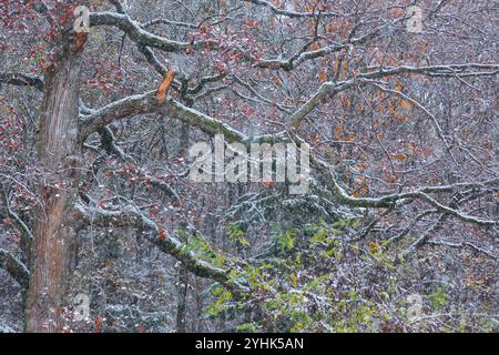 Snowstorm in the autumn forest, Vosges du Nord Regional Nature Park, France Stock Photo