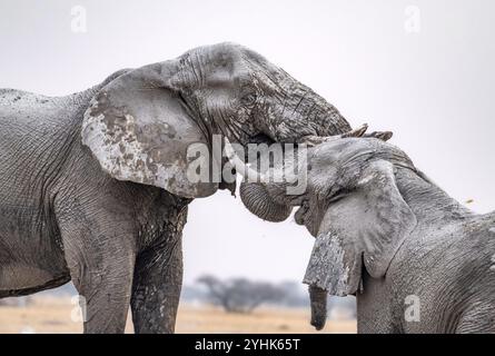 African elephant (Loxodonta africana), adult male, two elephants fighting with their trunks, animal portrait, Nxai Pan National Park, Botswana Botswan Stock Photo