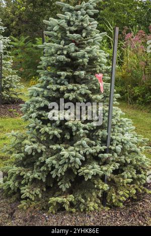 Young and newly planted Picea glauca, White Spruce tree tied to a metal stake in summer, Quebec, Canada, North America Stock Photo