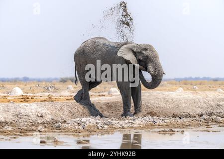 African elephant (Loxodonta africana), bathing at a waterhole, splashing water with its trunk, Nxai Pan National Park, Botswana Botswana Stock Photo