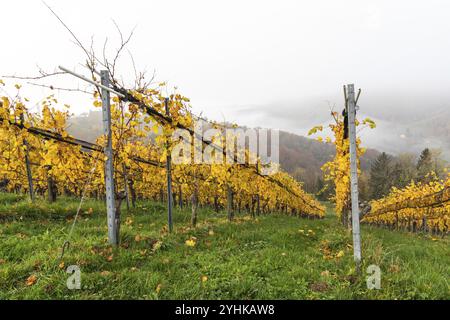 Autumn atmosphere, forest with foliage colouring, morning light over a vineyard, early morning fog moves through the valley, near Kitzeck, Sausal, Sty Stock Photo