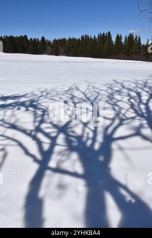 Reflection of the forest on the snow, Sainte-Apolline, Québec, Canada Stock Photo