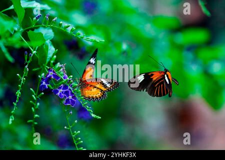 Leopard lacewing (Cethosia cyane) on flowers, Nymphalidae from Asia and Postman Butterfly (Heliconius melpomene) in flight, Heliconiinae from South Am Stock Photo