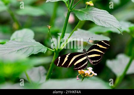 Zebra Longwing (Heliconius charithonia), Heliconinae from Mexico, S USA, Cuba, Jamaica, Ecuador, Colombia, South America, whose host plant is Passion Stock Photo