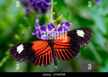 Postman Butterfly (Heliconius melpomene) on flowers, Heliconiinae native to Central and South America whose host plant is Passiflora, tropical butterf Stock Photo