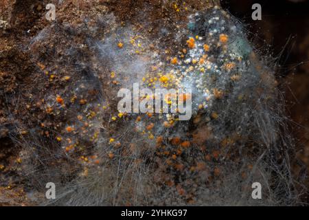 Fungi on fox poo, Bukovje, Slovenia Stock Photo