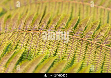 Close-up of ferns, The Savill Garden, Windsor Great Park Stock Photo